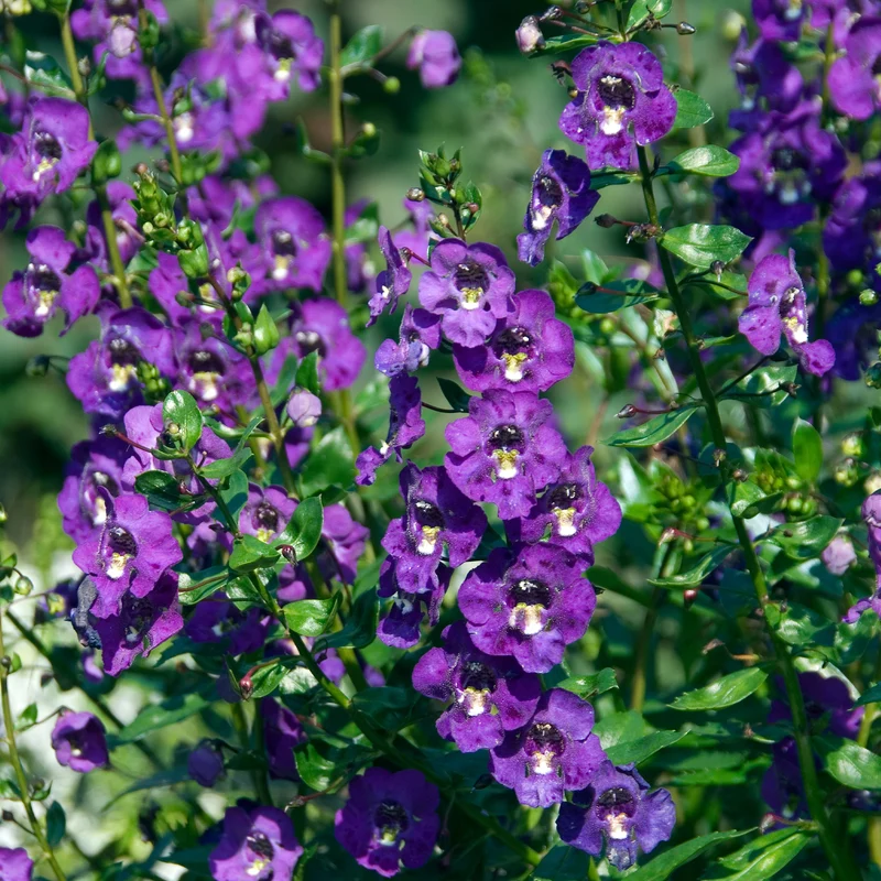 Angélonia