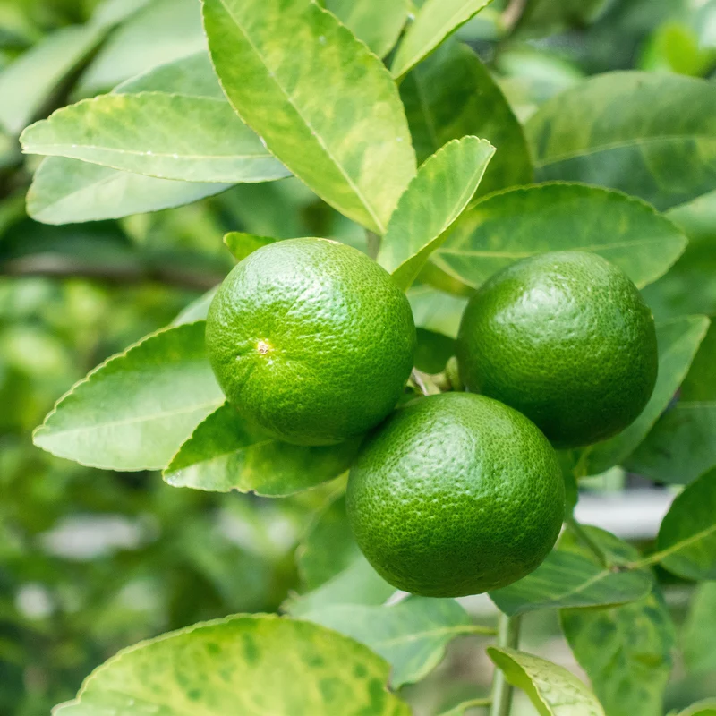 Citron vert