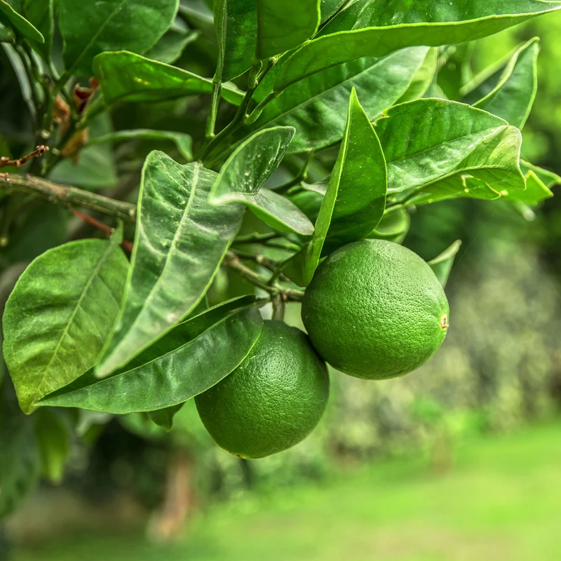 Citron vert