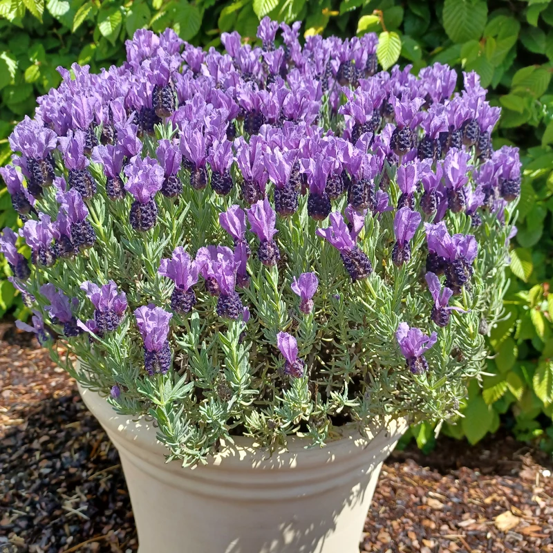 Lavande papillon MAGICAL® POSY PURPLE