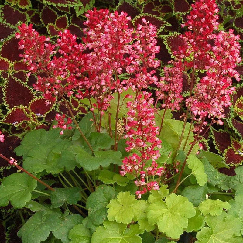 Heuchère Sweet Tart