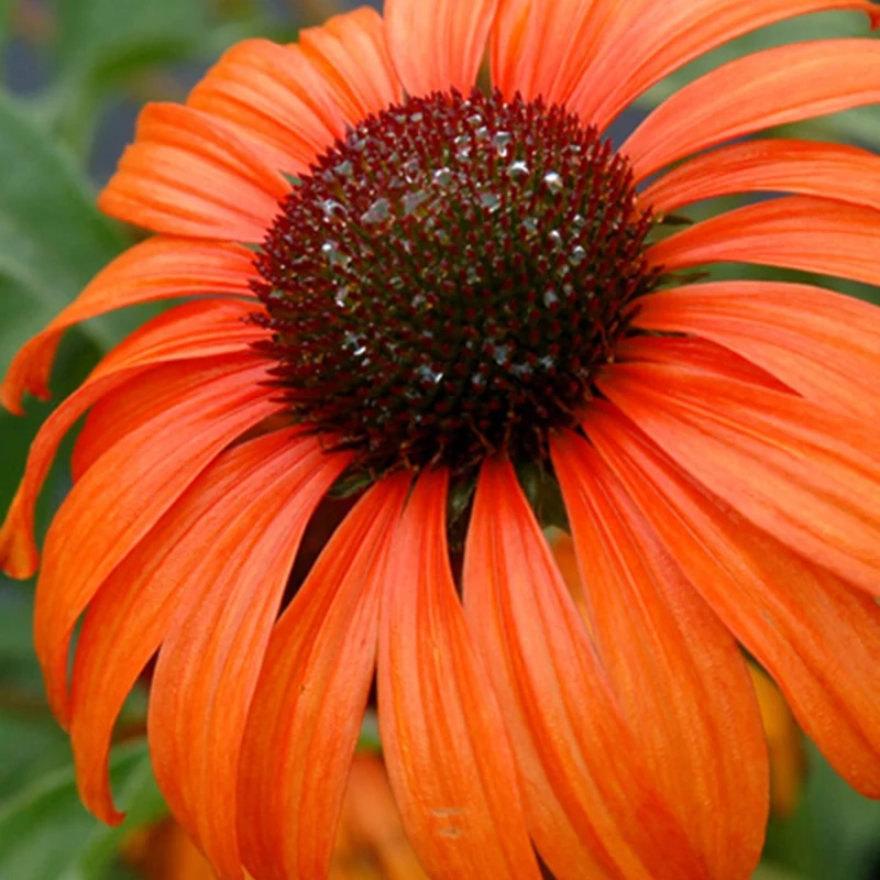 Echinacée Tangerine Dream ®