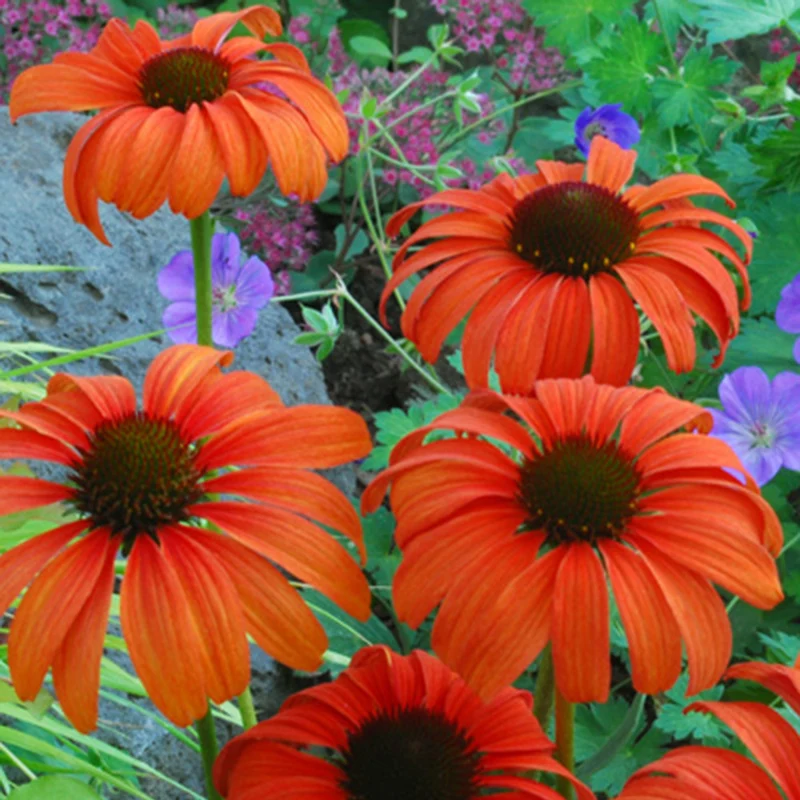 Echinacée Tangerine Dream ®