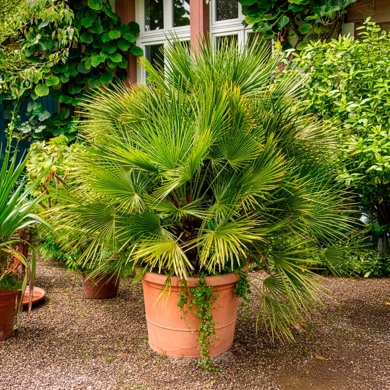 Palmier nain de Méditerranée