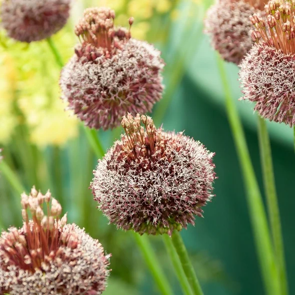 2 Alliums Forelock