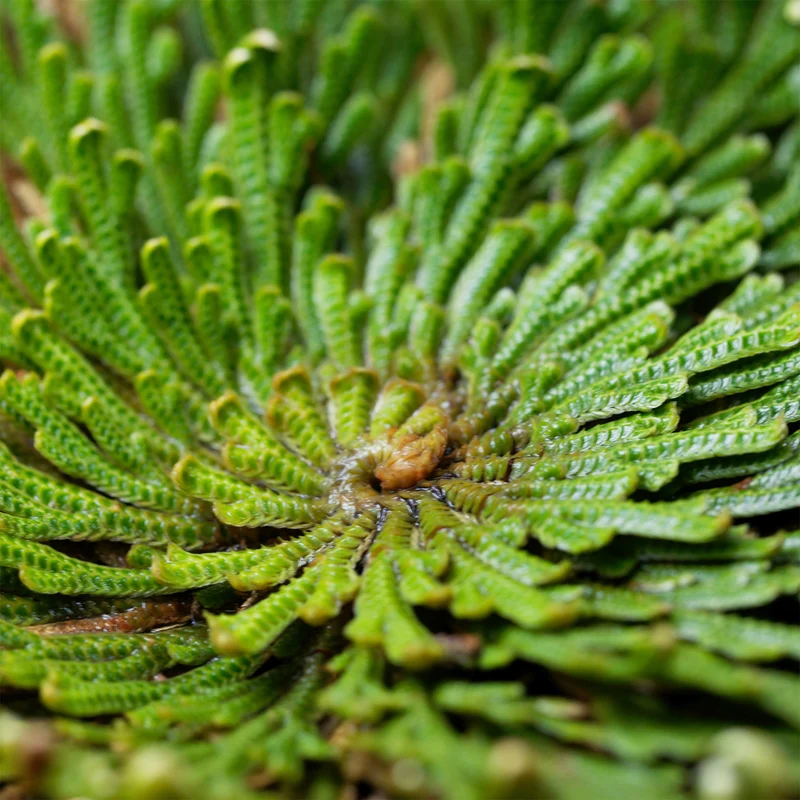 Rose de Jericho