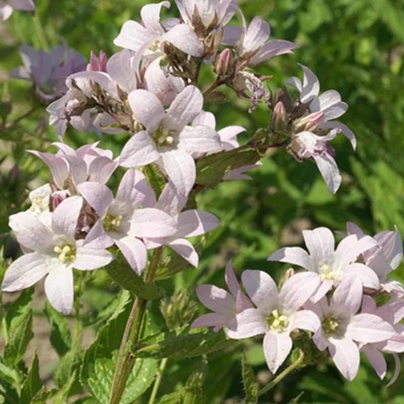 Campanule laiteuse Loddon Anna