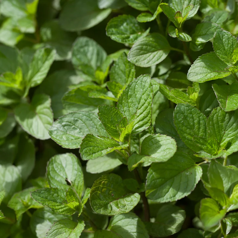 Menthe pouliot