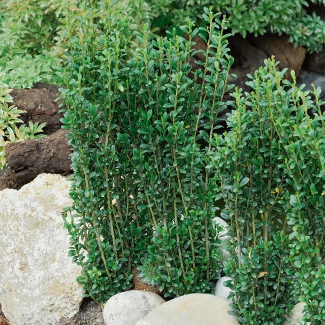 Houx crénelé Fastigiata