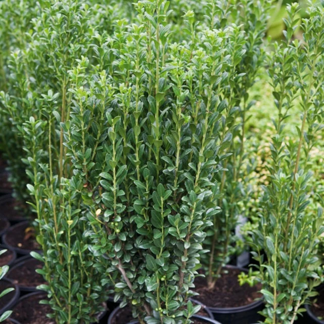 Houx crénelé Fastigiata
