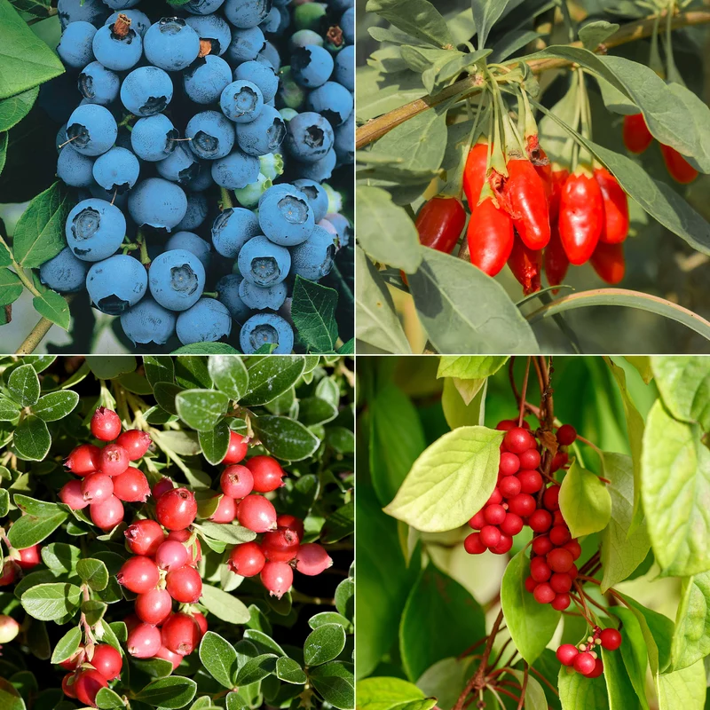 Collection de 4 arbustes à fruits vitaminés