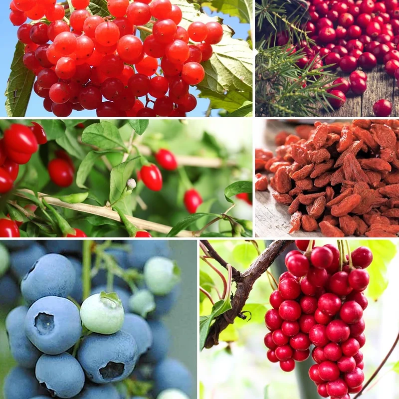 Collection de 4 arbustes à fruits vitaminés