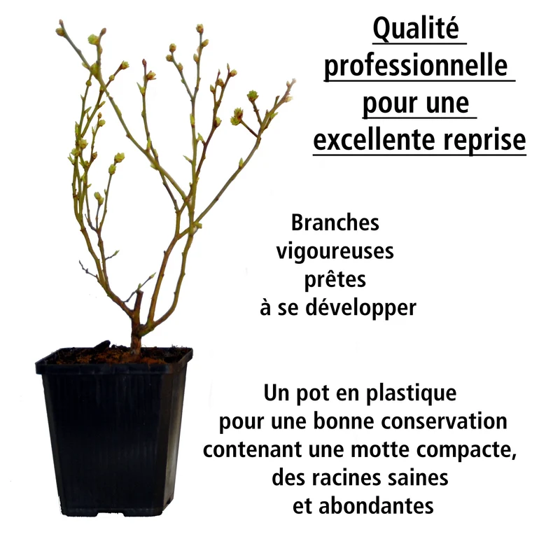 Collection de 4 arbustes à fruits vitaminés