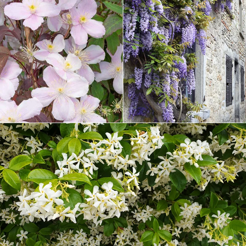 Collection de 3 plantes grimpantes à floraisons abondantes