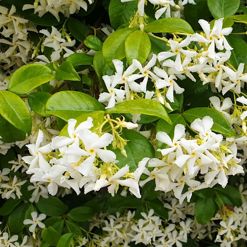 Collection de 3 plantes grimpantes à floraisons abondantes