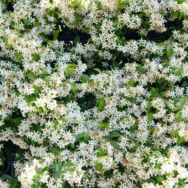 Collection de 3 plantes grimpantes à floraisons abondantes