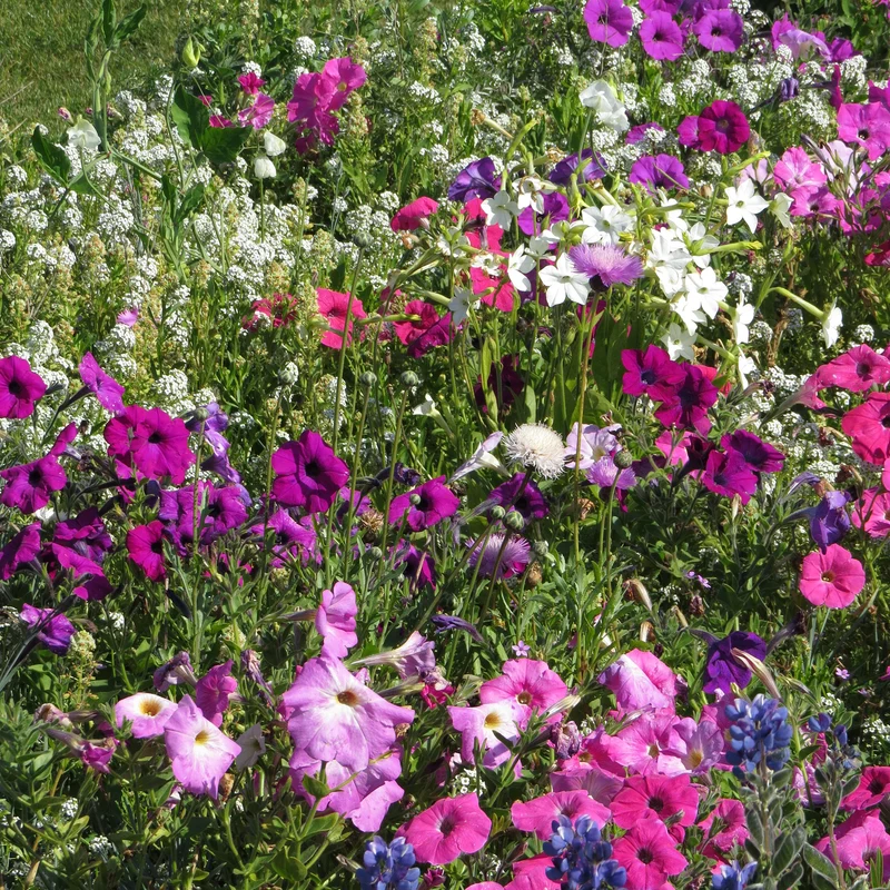 Fleurs très parfumées en mélange
