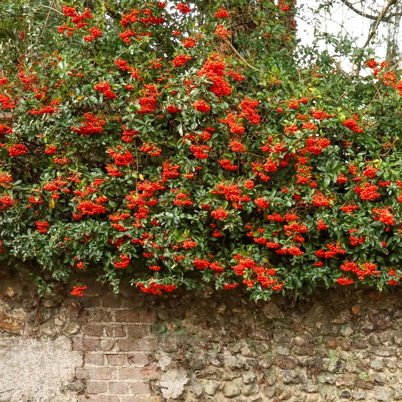 Buisson ardent Saphyr® Rouge Cadrou - Pyracantha