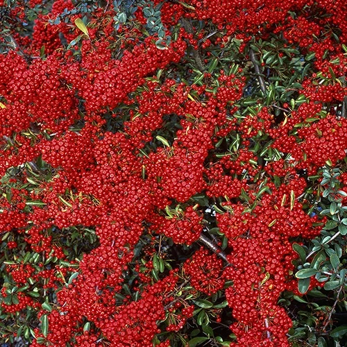 Buisson ardent Saphyr® Rouge Cadrou - Pyracantha