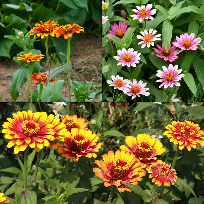 Zinnia élégant à fleurs doubles Caroussel en mélange