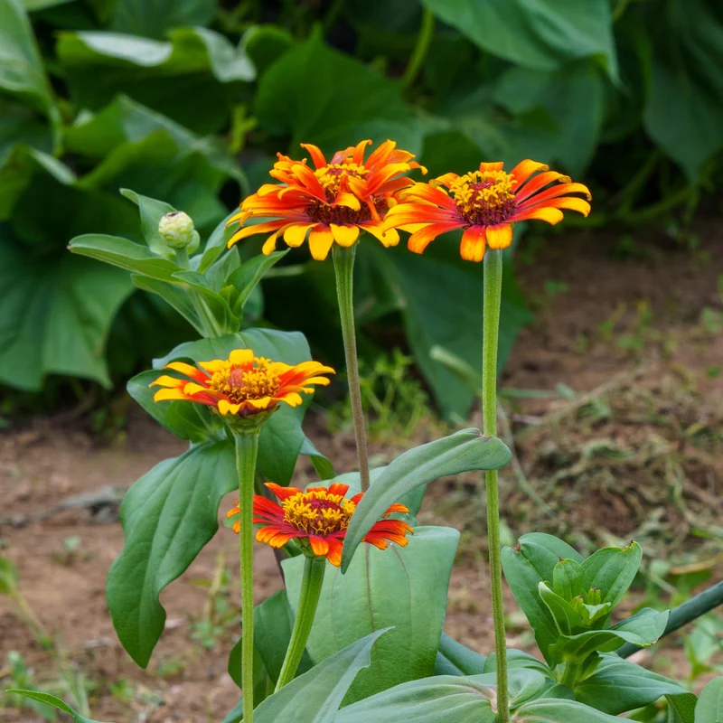 Zinnia élégant à fleurs doubles Caroussel en mélange