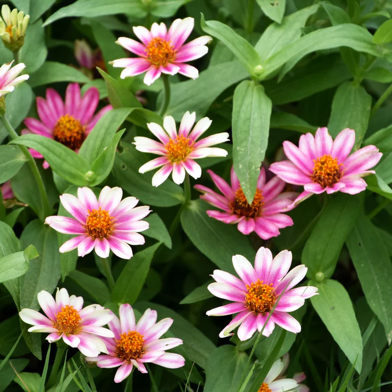 Zinnia élégant à fleurs doubles Caroussel en mélange