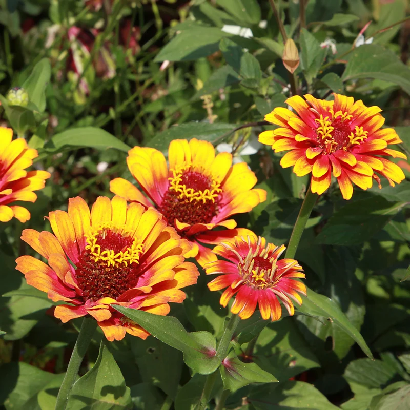 Zinnia élégant à fleurs doubles Caroussel en mélange
