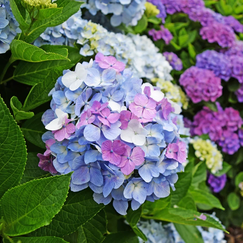 Collection d'Hortensias pour massifs et haies fleuris - 3 arbustes