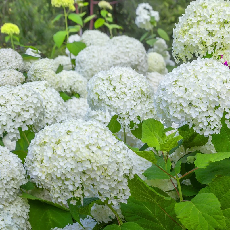 Collection d'Hortensias pour massifs et haies fleuris - 3 arbustes