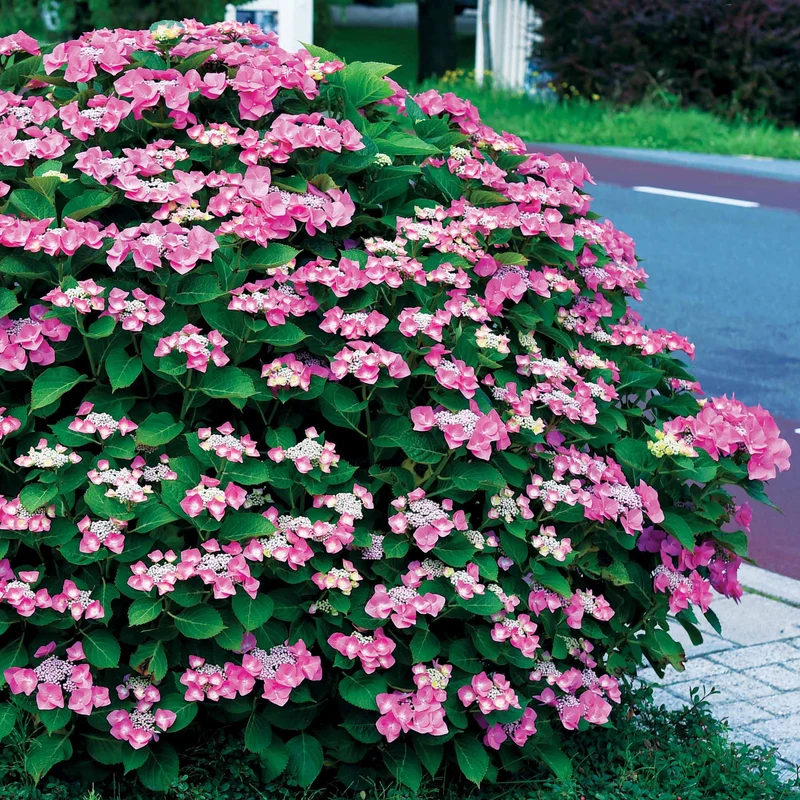 Collection d'Hortensias pour massifs et haies fleuris - 3 arbustes