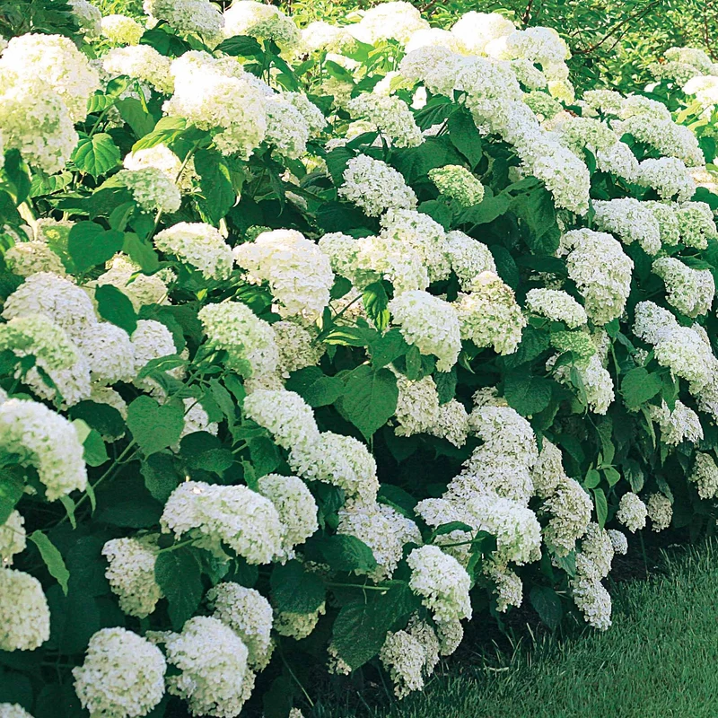 Collection d'Hortensias pour massifs et haies fleuris - 3 arbustes