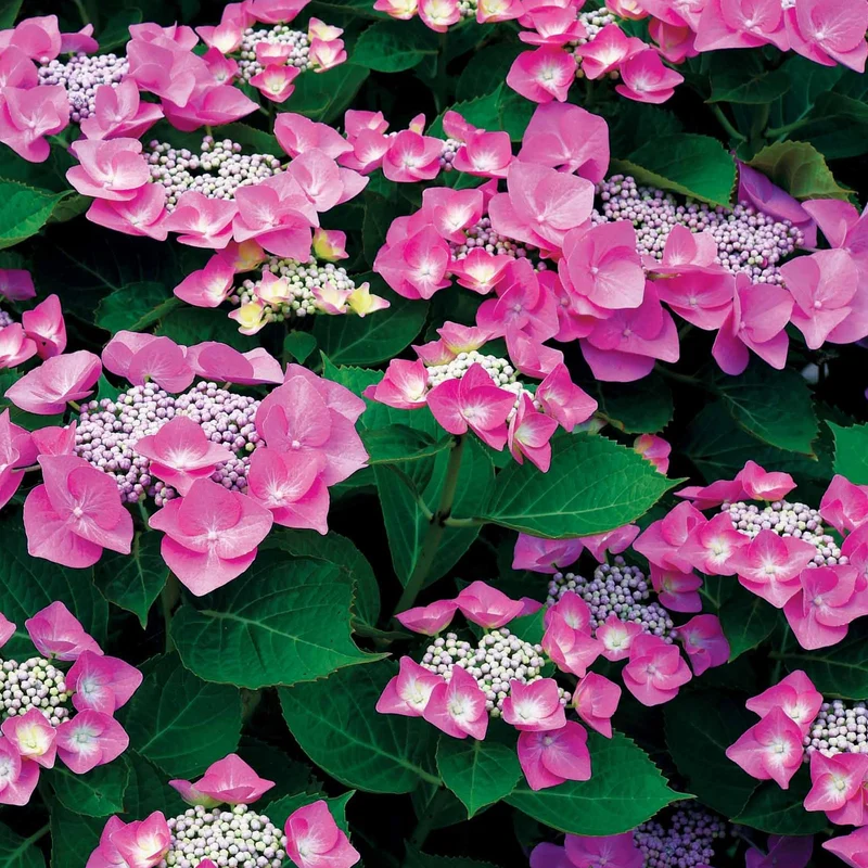 Collection d'Hortensias pour massifs et haies fleuris - 3 arbustes