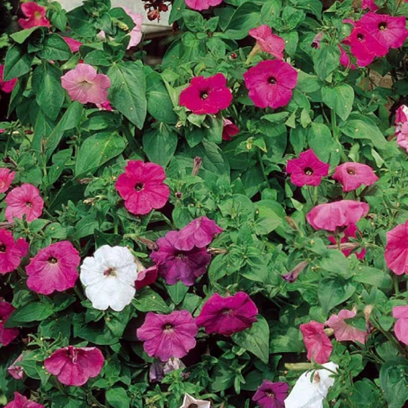 Pétunias à fleurs Balcony en mélange