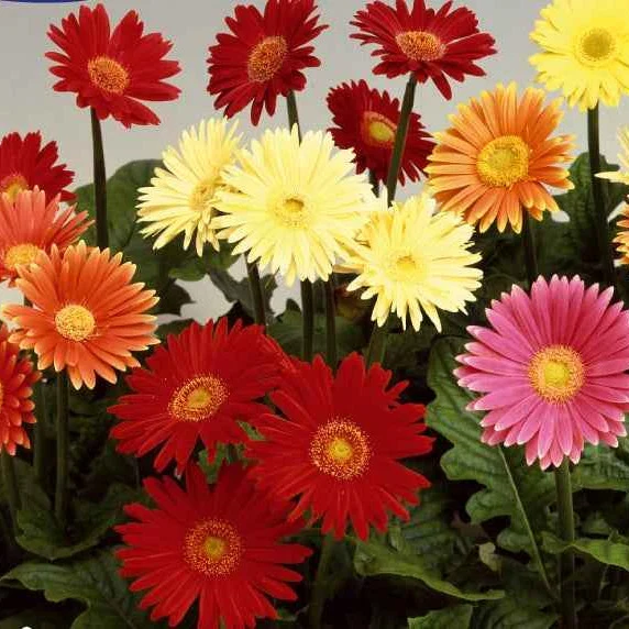 Gerberas à grandes fleurs Australian Giants en mélange