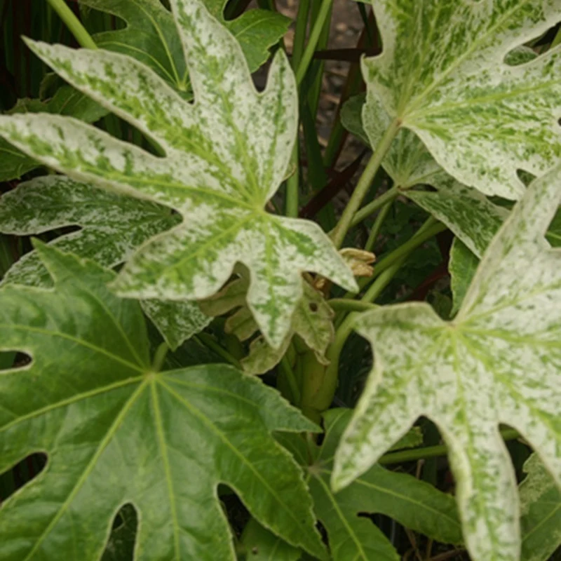 Aralia du Japon Spiders Web