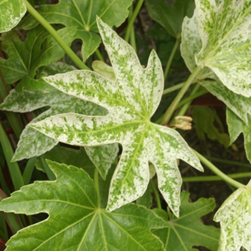 Aralia du Japon Spiders Web