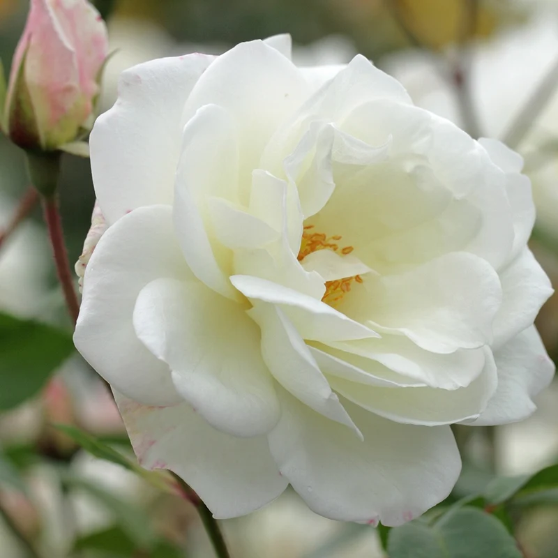 Rosier grimpant Fée des Neiges Grimpant ®
