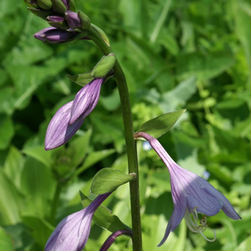 Hosta elata