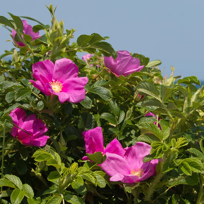 Rosier rugueux rose foncé