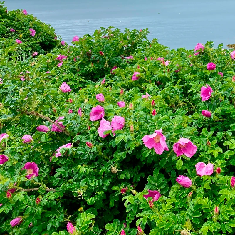 Rosier rugueux rose foncé