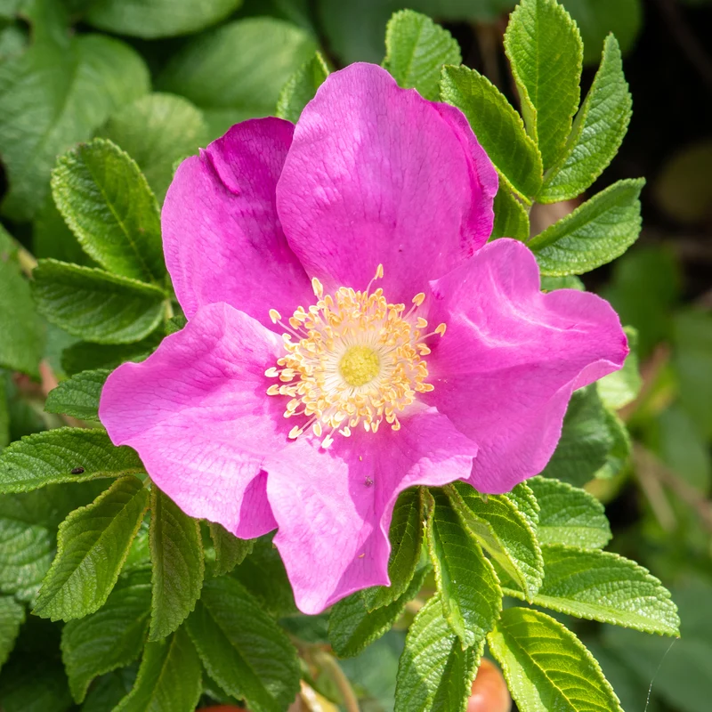 Rosier rugueux rose foncé