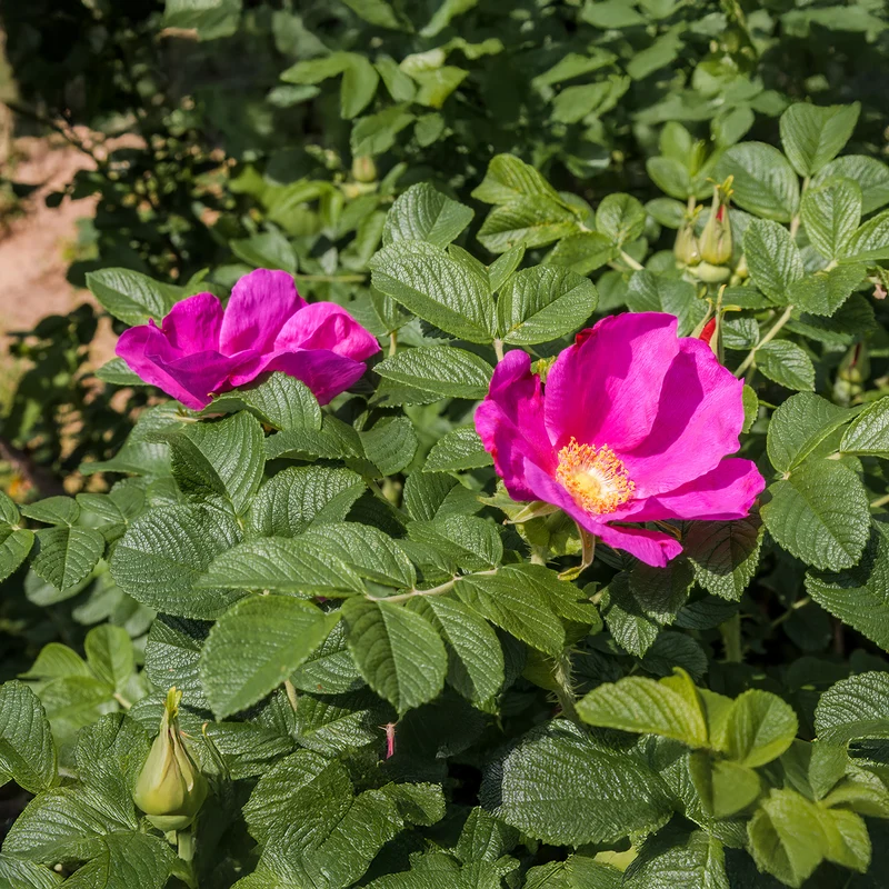Rosier rugueux rose foncé