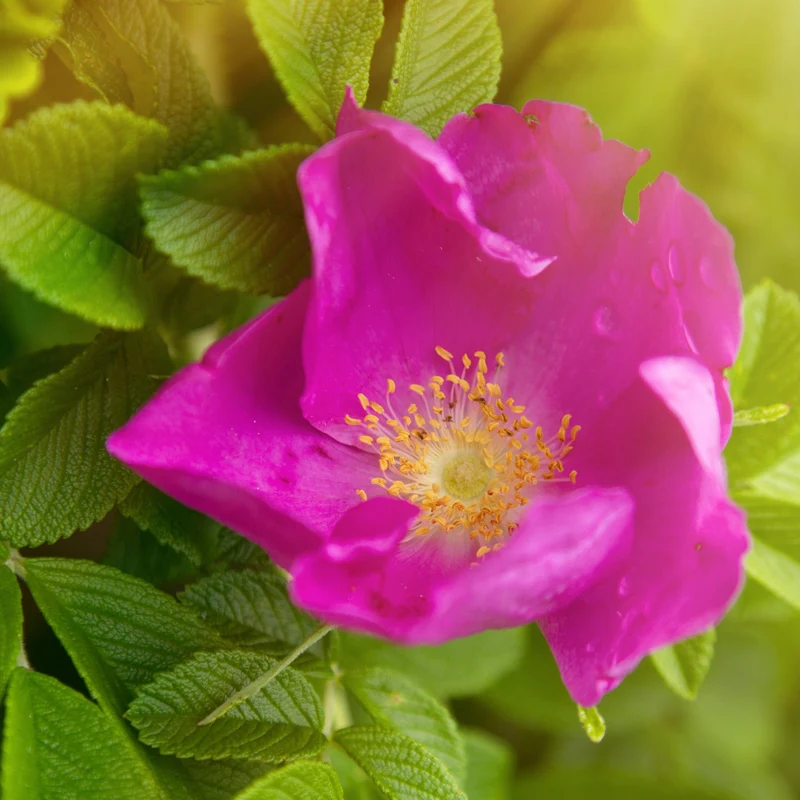 Rosier rugueux rose foncé