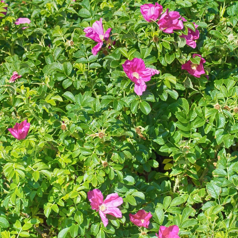 Rosier rugueux rose foncé