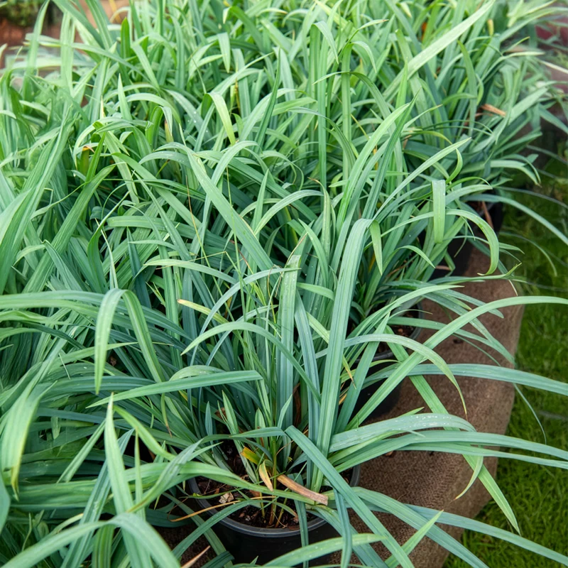 Laîche Bunny blue - Carex