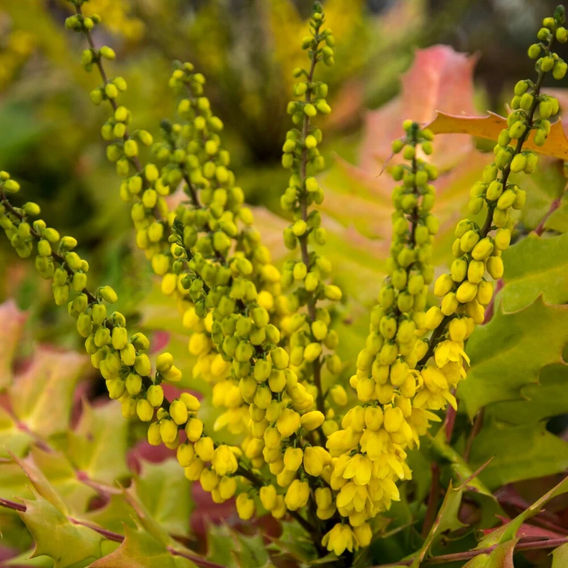 Mahonia media Winter Sun