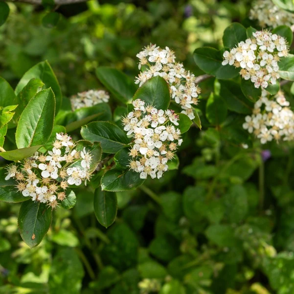 Aronia prunifolia Nero