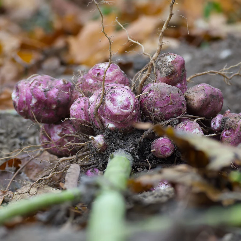 5 Topinambours Violets