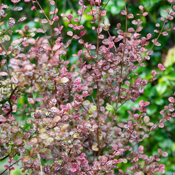 Lophomyrtus ralphii Purpurea Nana