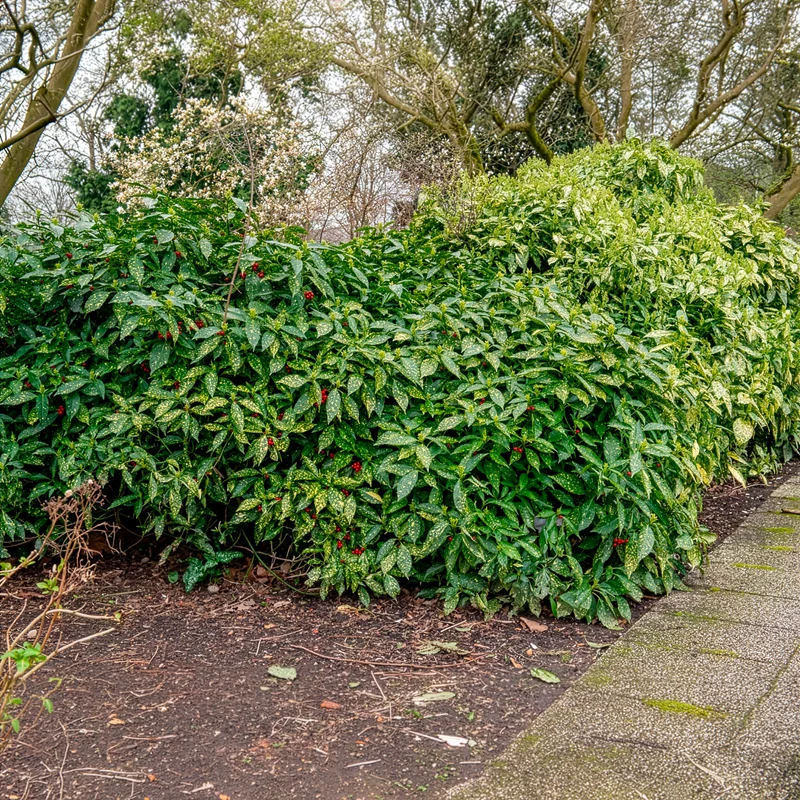 Aucuba du Japon Variegata